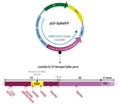 Lambda Variant (C.37 lineage) Spike pseudotyping vector