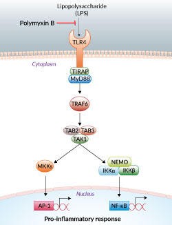 TLR4 inhibition by Polymyxin B