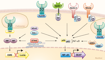 PRR reporter signaling pathway