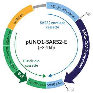 Schematic of SARS-CoV-2 envelope expression vector