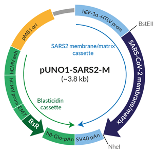 Schematic of SARS-CoV-2 membrane/matrix expression vector