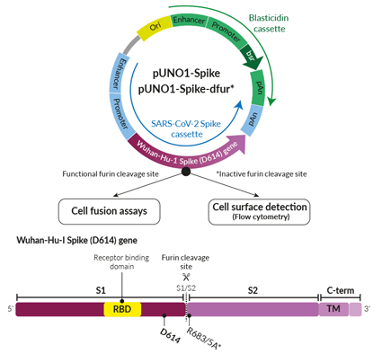 Wuhan-Hu-1 Spike (D614) Expression vectors