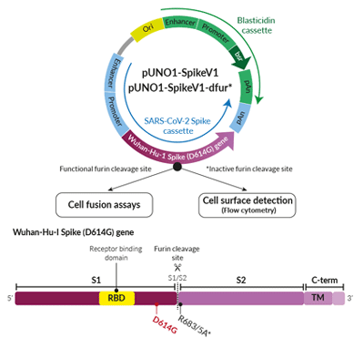 Globally dominant Spike G614-variant Expression vectors