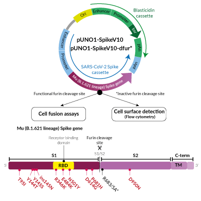 Mu Variant (B.1.621 lineage) Spike Expression vectors