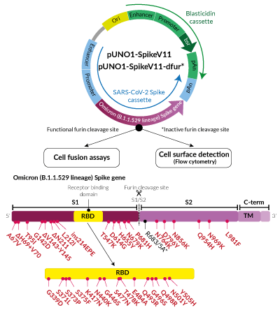 Omicron Variant (B.1.1.529/BA.1 lineage) Spike Expression vectors