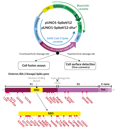 Omicron Variant (BA.2 lineage) Spike Expression vectors