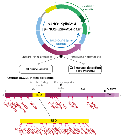 Omicron Variant (BQ.1.1 lineage) Spike Expression vectors