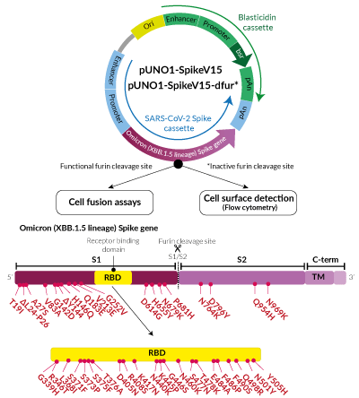 Omicron Variant (XBB.1.5 lineage) Spike Expression vectors