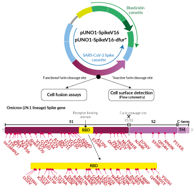 Omicron Variant (JN.1 lineage) Spike Expression vectors