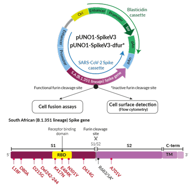 South African Variant (B.1.351 lineage) Spike Expression vectors