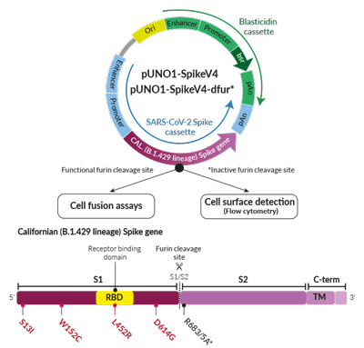 Californian Variant (B.1.429 lineage) Spike Expression vectors