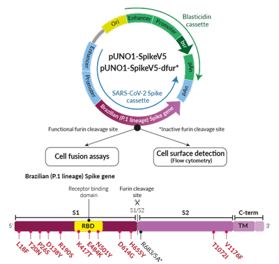 Californian Variant (B.1.429 lineage) Spike Expression vectors