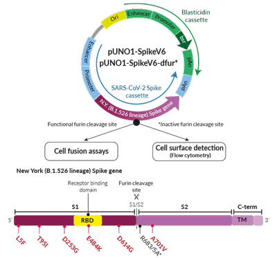 New York Variant (B.1.526 lineage) Spike Expression vectors