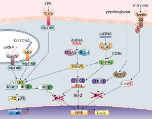 PRR signaling in RAW-Lucia™ ISG KO-IRF5 cells