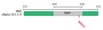 Key mutation in the Alpha variant (B.1.1.7) RBD