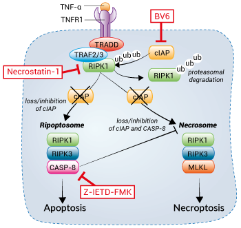 Necroptosis modulators