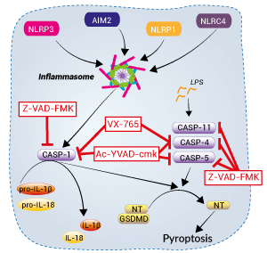 Pyroptosis inhibitors