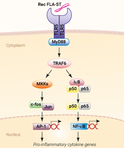 TLR5 activation with Rec FLA-ST