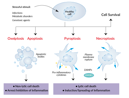 Apoptotic, pyroptotic, and necroptotic cell deaths