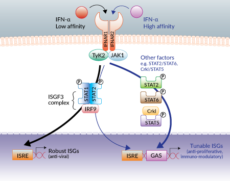 IFN-α signaling