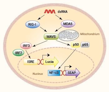 Example of RLR-reporter cell line