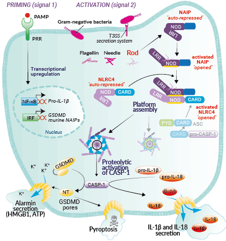 Inflammasome activation with Rod