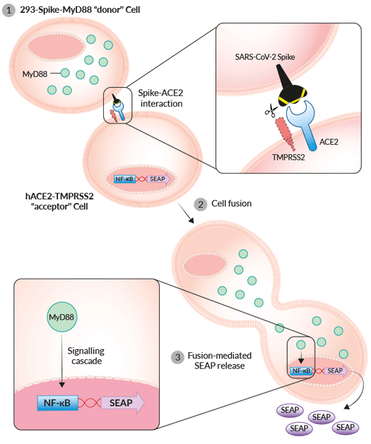 spike-cell-fusion-assay