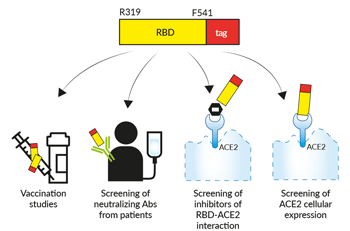 Potential applications of soluble spike proteins