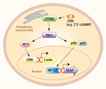 Example of STING-reporter cell line