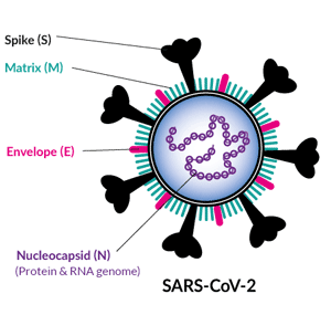 structure proteins covid-19