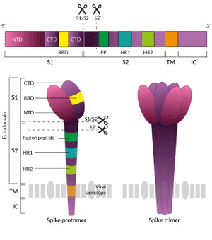 structure SARS-CoV-2 spike gene and protein