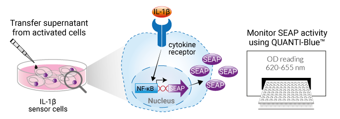 Detection of IL-1β by HEK-Blue™ IL-1β cells