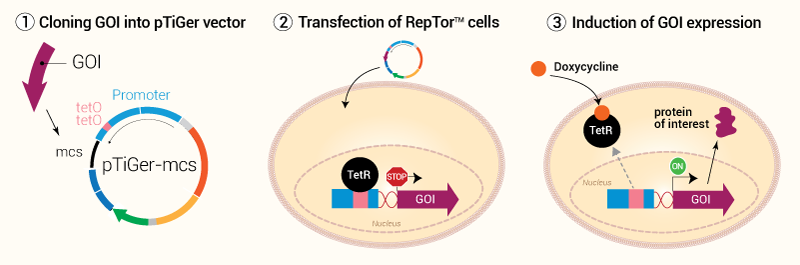 TiGer Tet-on assay system