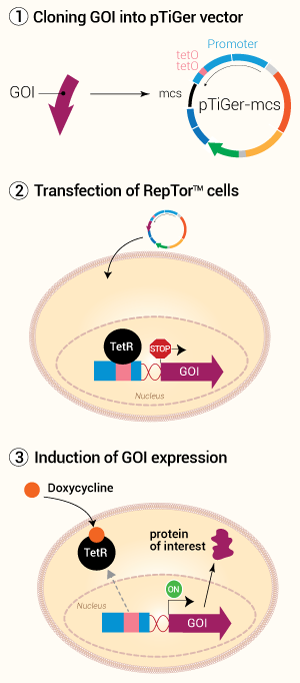 TiGer Tet-on assay system