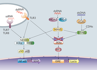 Nucleic acid sensing signaling pathways in THP1-Dual™ cells