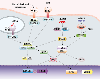 NF-κB and IRF signaling pathways in THP1-Dual™ KO-IRF5 cells