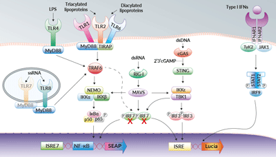 NF-κB and IRF signaling pathways in THP1-Dual™ KO-IRF7 cells