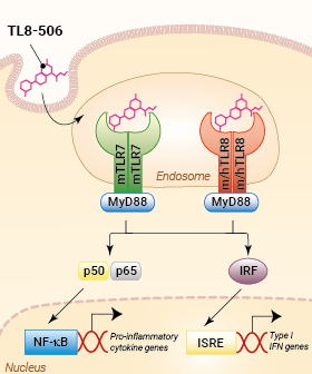 Activation of TLR7/8 by TL8-506