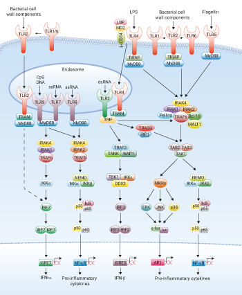 TLR signaling