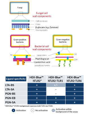 Activation of TLR2 of microbial cell-wall components