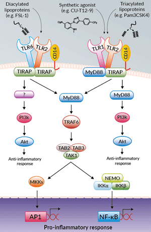 Activation of TLR2 by synthetic agonists