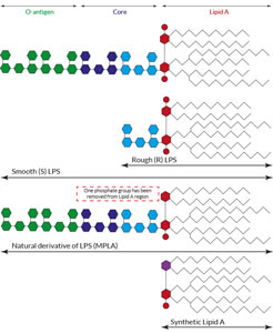 Structure of TLR4 agonists