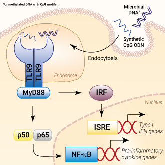 TLR9 signaling pathway