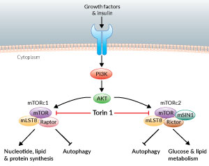 mTOR inhibition by Torin 1