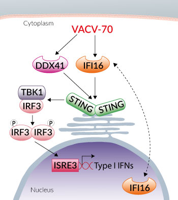 CDS activation with intracellular VACV-70