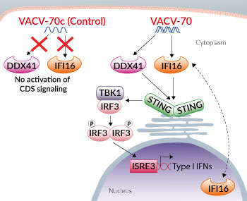 No CDS activation with VACV-70c (Control)