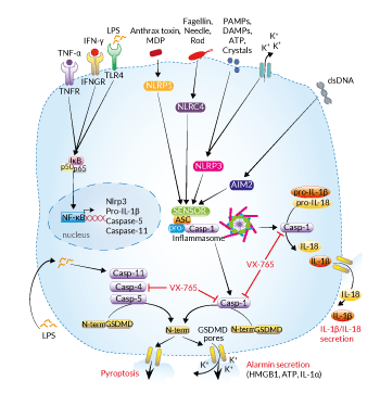 Casp-1 and Casp-4 inhibition by VX-765